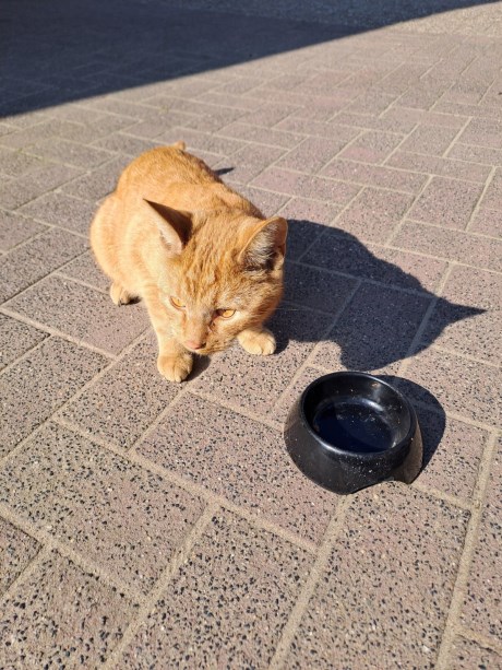 Kat Europese korthaar of huiskat