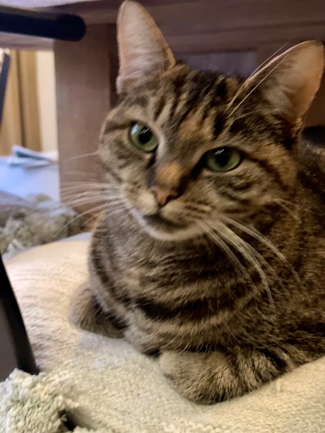 Kat Europese korthaar of huiskat