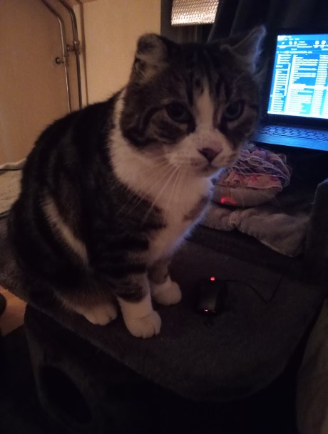 Kat Europese korthaar of huiskat