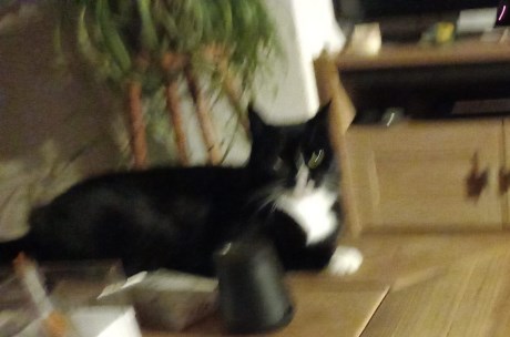 Kat Europese korthaar of huiskat