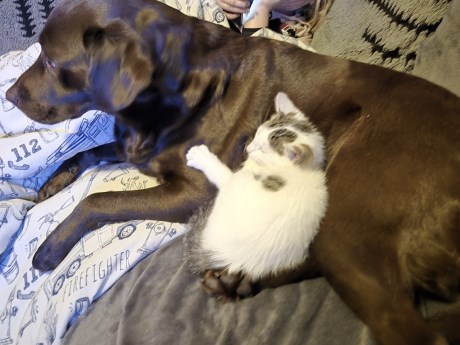 Kat Europese korthaar of huiskat