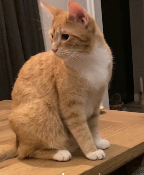 Kat Europese korthaar of huiskat