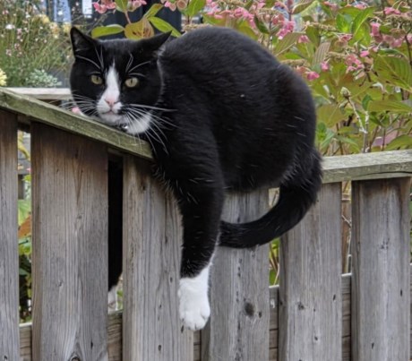 Kat Europese korthaar of huiskat