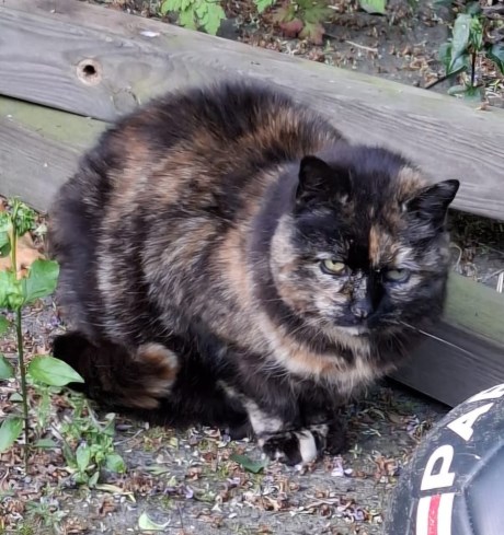 Kat Europese korthaar of huiskat