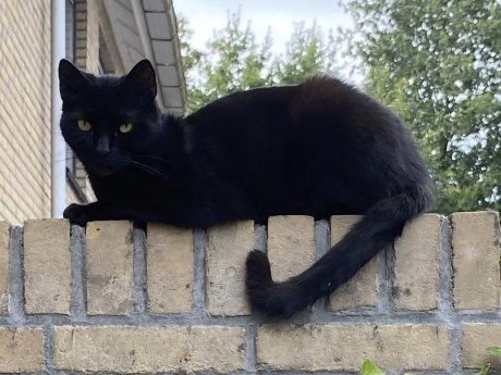 Kat Europese korthaar of huiskat