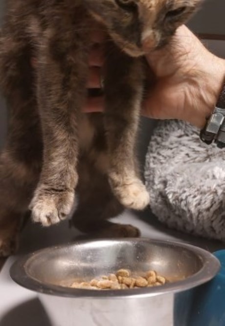 Kat Europese korthaar of huiskat