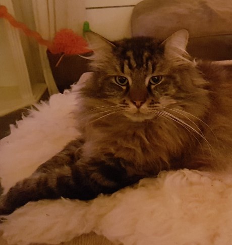 Kat Maine Coon X