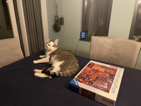 Kat Europese korthaar of huiskat