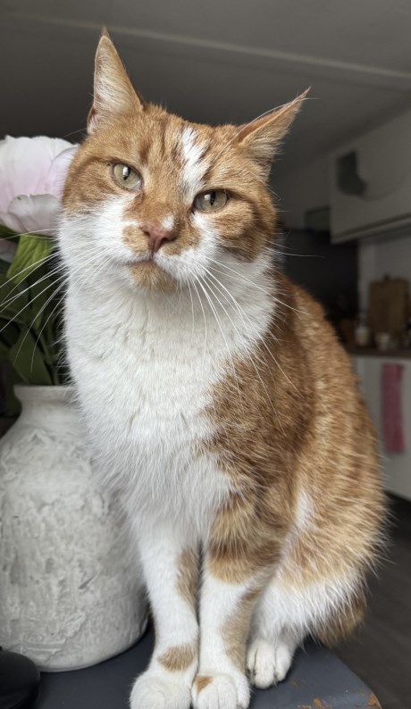 Kat Europese korthaar of huiskat