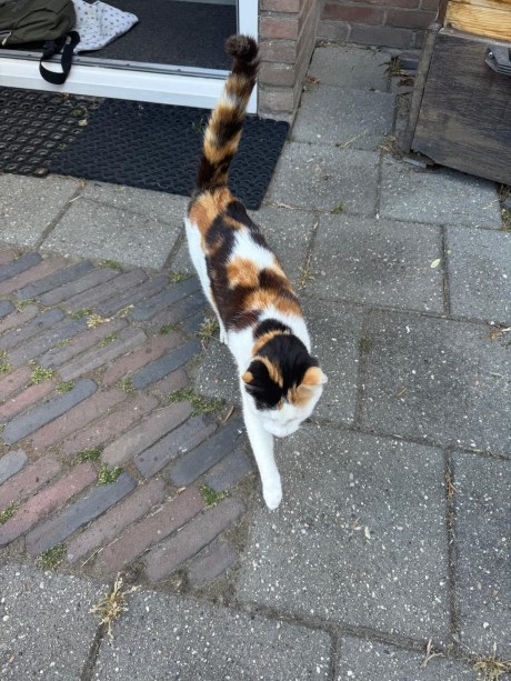 Kat Europese korthaar of huiskat