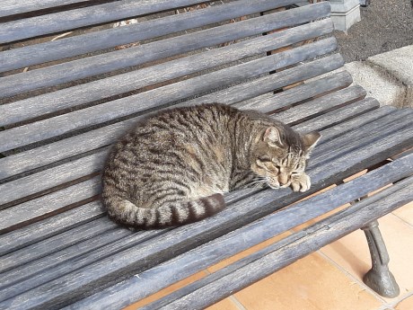 Kat Europese korthaar of huiskat