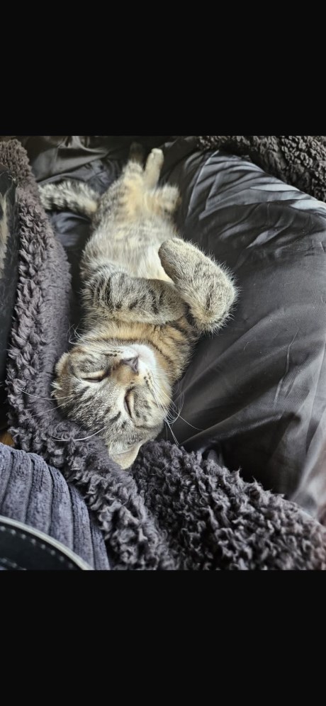 Kat Europese korthaar of huiskat