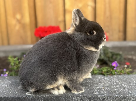 Knaagdier / Haasachtige Konijn