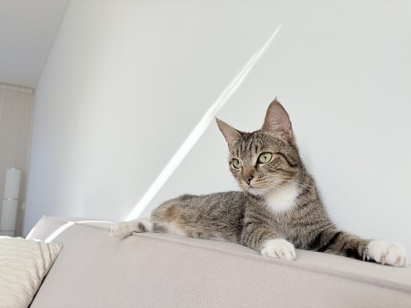 Kat Europese korthaar of huiskat