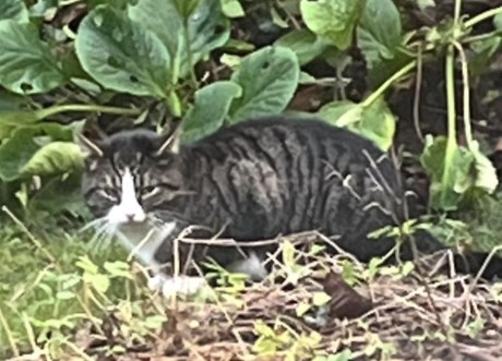 Kat Europese korthaar of huiskat