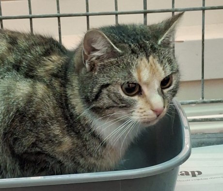 Kat Europese korthaar of huiskat