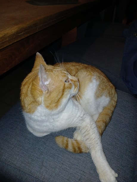 Kat Europese korthaar of huiskat