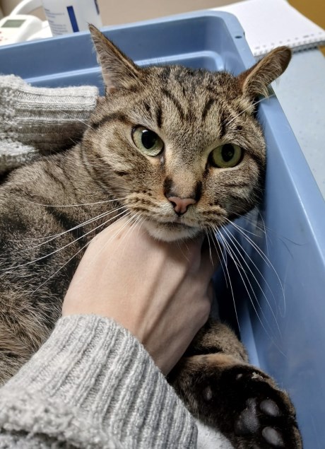 Kat Europese korthaar of huiskat