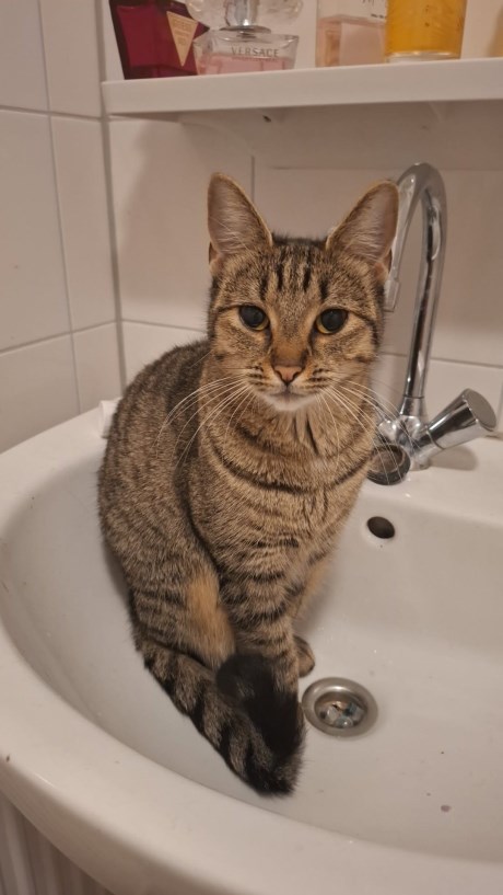 Kat Europese korthaar of huiskat