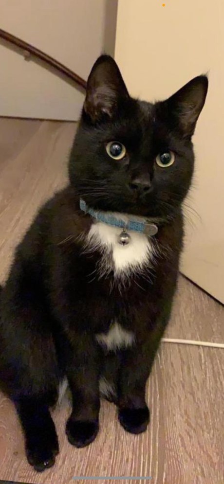 Kat Europese korthaar of huiskat