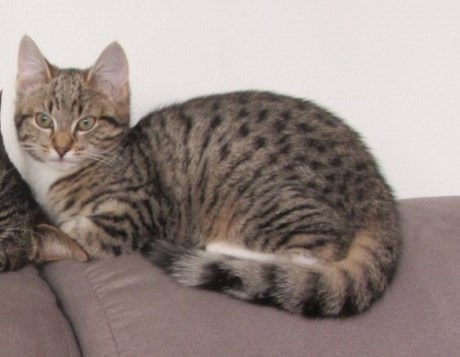 Kat Europese korthaar of huiskat