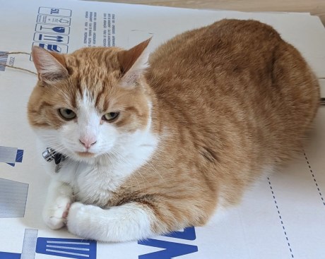 Kat Europese korthaar of huiskat