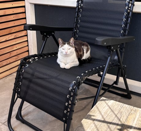 Kat Europese korthaar of huiskat