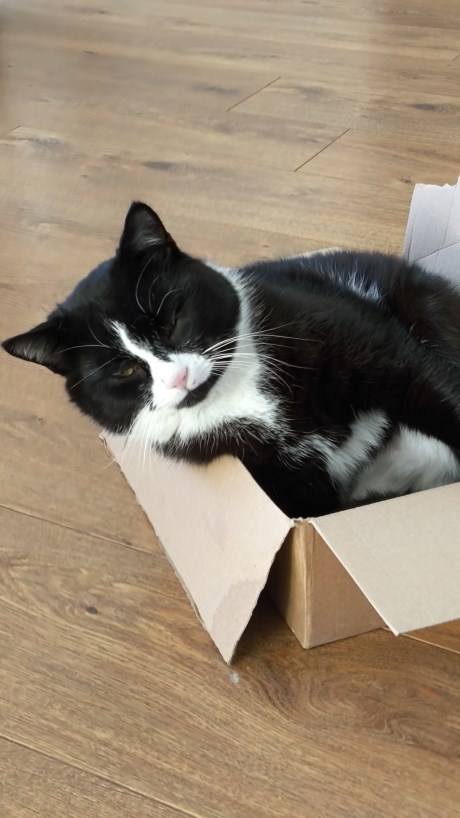 Kat Europese korthaar of huiskat