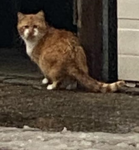 Kat Europese korthaar of huiskat