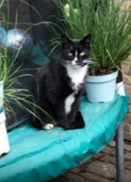 Kat Europese korthaar of huiskat