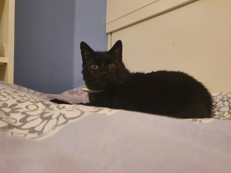 Kat Europese korthaar of huiskat