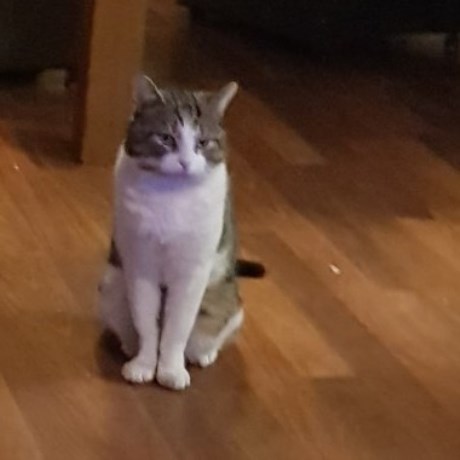 Kat Europese korthaar of huiskat