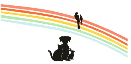 Kat Europese korthaar of huiskat