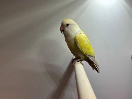 Vogel (Dwerg-)papegaai