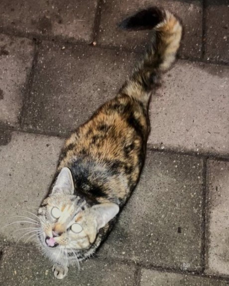 Kat Europese korthaar of huiskat