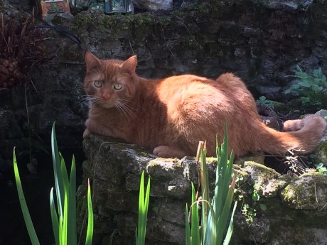 Kat Europese korthaar of huiskat