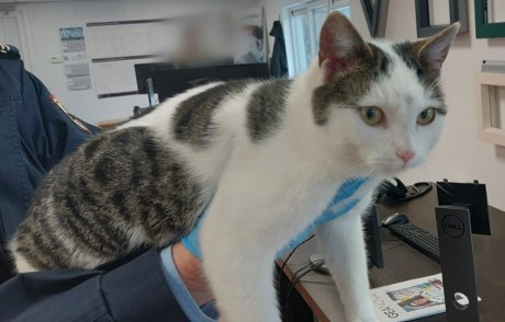 Kat Europese korthaar of huiskat