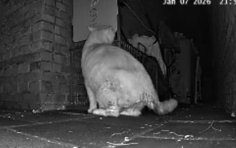 Kat Europese korthaar of huiskat