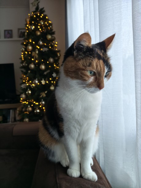 Kat Europese korthaar of huiskat