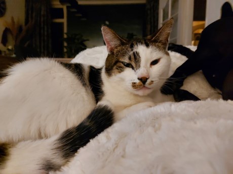 Kat Europese korthaar of huiskat