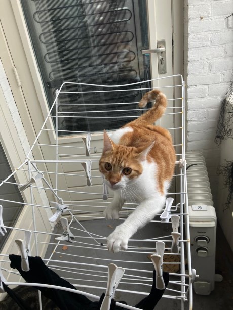 Kat Europese korthaar of huiskat