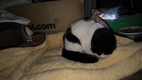 Kat Europese korthaar of huiskat