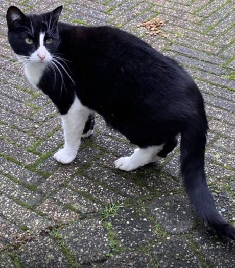 Kat Europese korthaar of huiskat