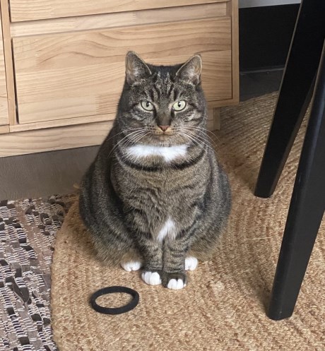 Kat Europese korthaar of huiskat