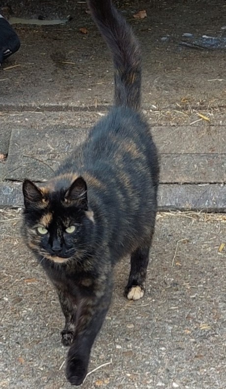 Kat Europese korthaar of huiskat