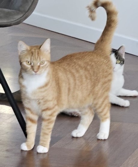 Kat Europese korthaar of huiskat