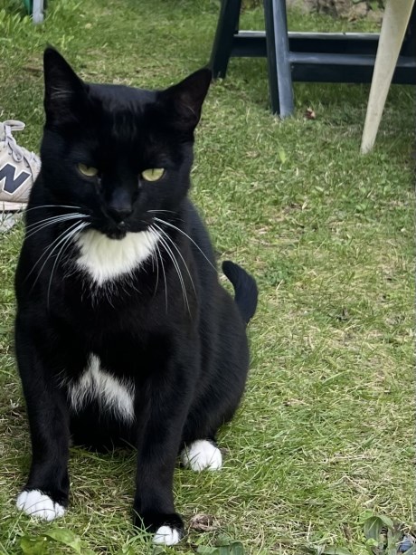 Kat Europese korthaar of huiskat