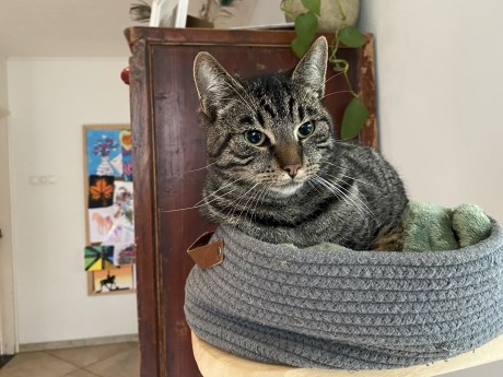 Kat Europese korthaar of huiskat