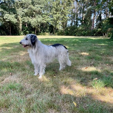 Hond Kruising