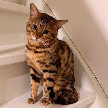 Kat Bengaal